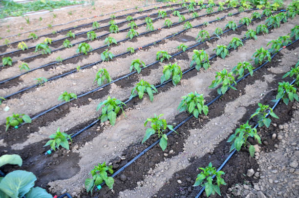 drip irriagtion