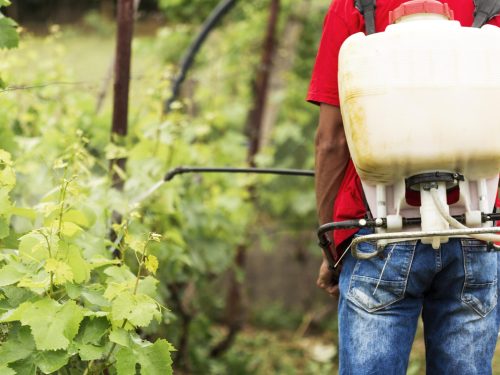 back-view-farmer-watering-plants